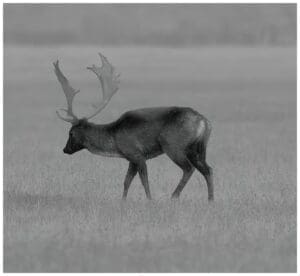 Pulsar värviprofiil: Hot Black