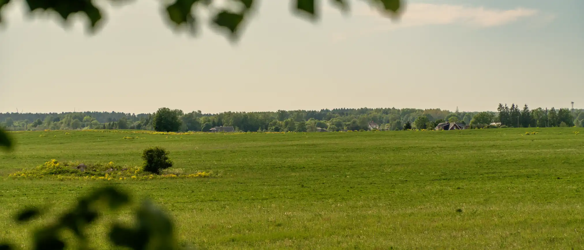 Vaade suvistele põldudele